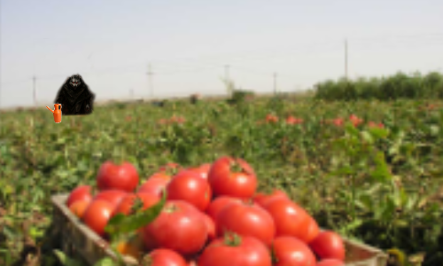 تصویر اصلی