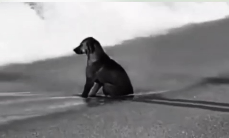 c4e9-Screenshot-%DB%B2%DB%B0%DB%B2%DB%B6